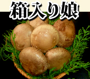 北海道木古内産椎茸椎茸 箱入り娘